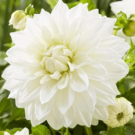 Dahlia Bull's Pride 1 tuber