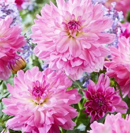 Dahlia Garden Sensation 1 tuber
