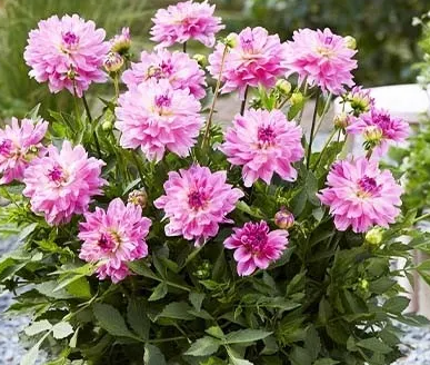 Dahlia Garden Sensation 1 tuber