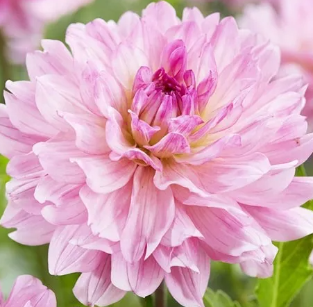 Dahlia Garden Sensation 1 tuber