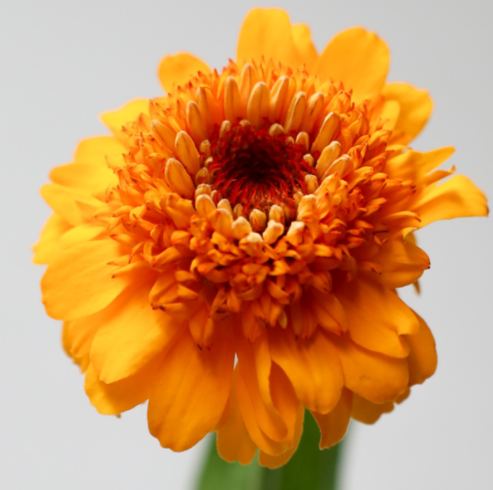 Zinnia 'Zinderella Zest' 50 Seeds