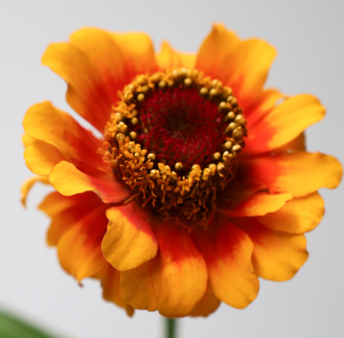 Zinnia 'Zinderella Zest' 50 Seeds