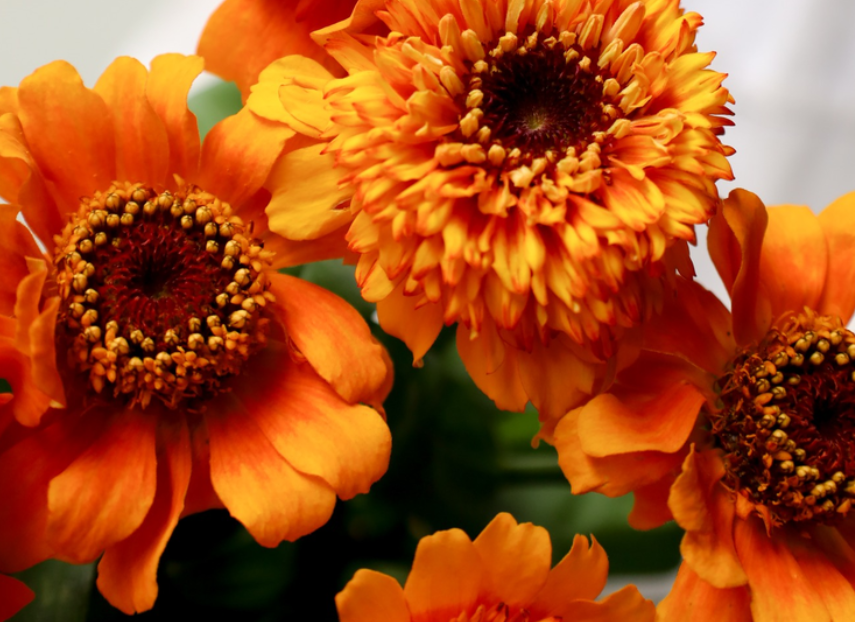 Zinnia 'Zinderella Zest' 50 Seeds