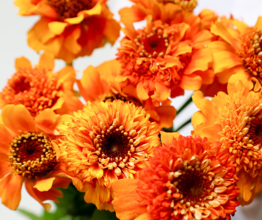 Zinnia 'Zinderella Zest' 50 Seeds