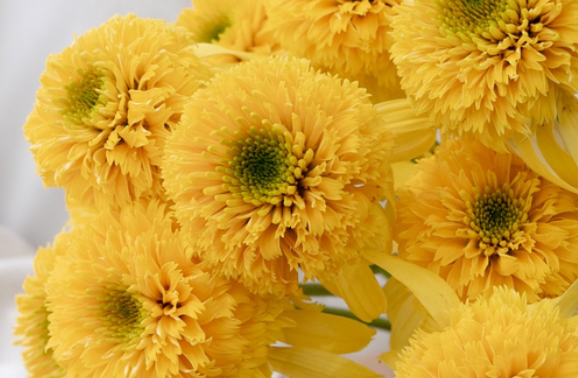 Echinacea 'Lemon drop' 30 Seeds