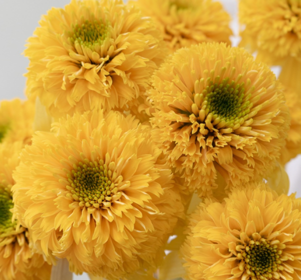 Echinacea 'Lemon drop' 30 Seeds