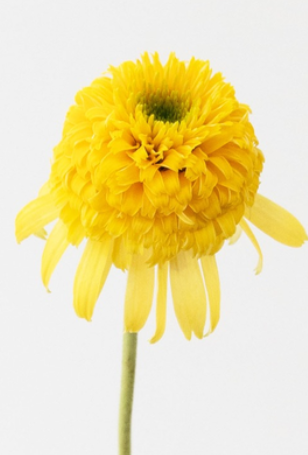 Echinacea 'Lemon drop' 30 Seeds