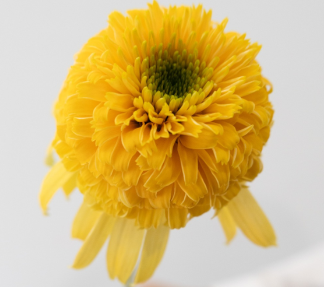 Echinacea 'Lemon drop' 30 Seeds