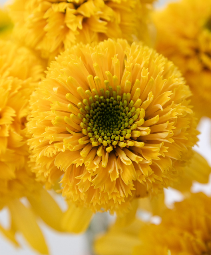 Echinacea 'Lemon drop' 30 Seeds