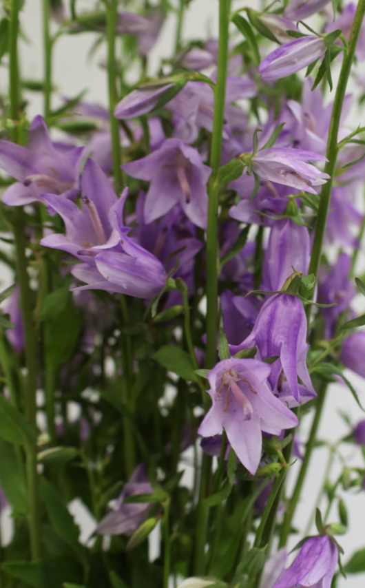 Campanula 'Rapunculoides' 50 Seeds