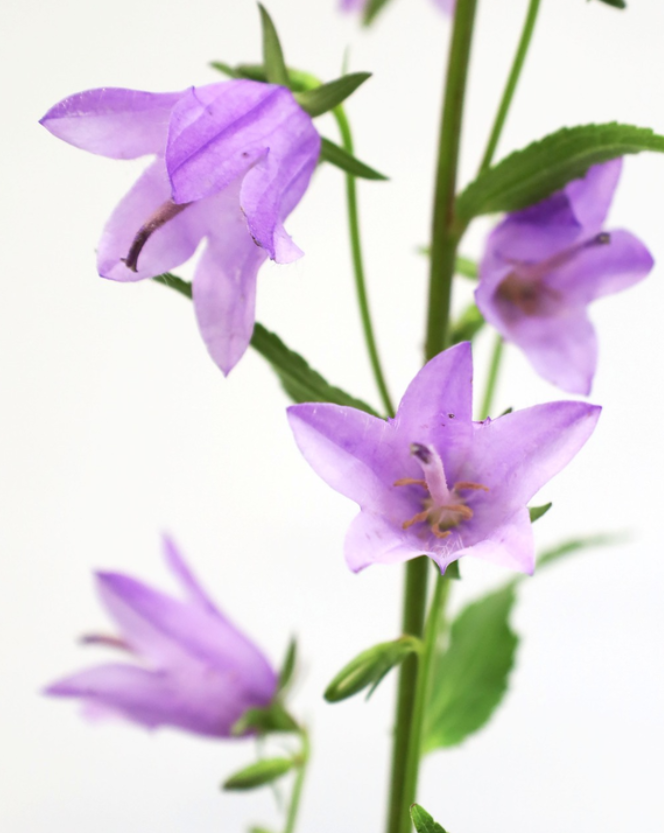 Campanula 'Rapunculoides' 50 Seeds