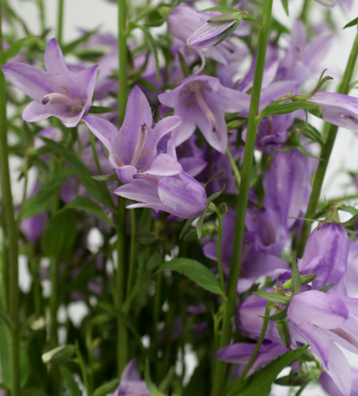 Campanula 'Rapunculoides' 50 Seeds