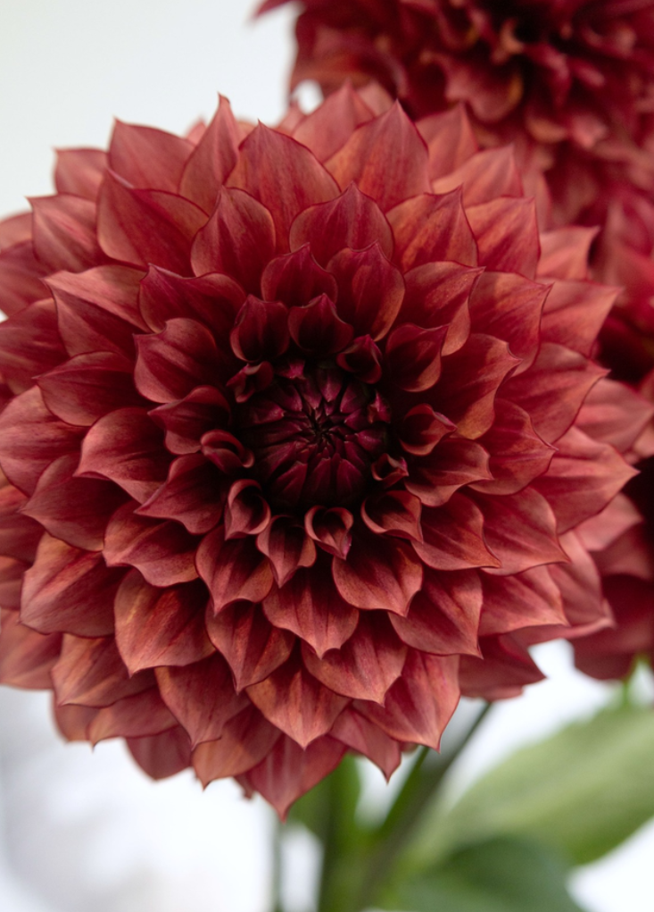 Dahlia pinnata 'Vesta' 100 Seeds
