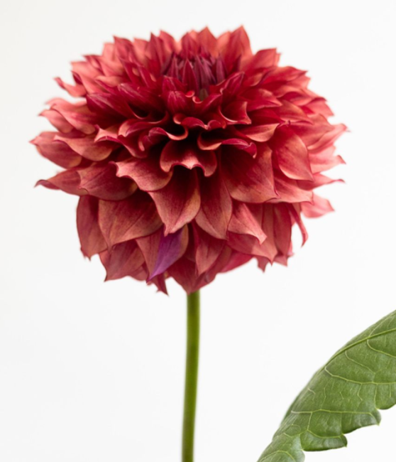 Dahlia pinnata 'Vesta' 100 Seeds