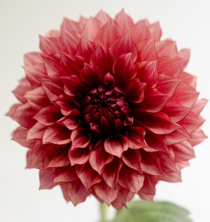 Dahlia pinnata 'Vesta' 100 Seeds