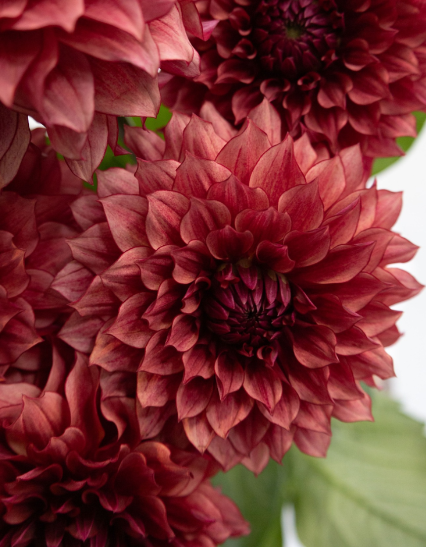 Dahlia pinnata 'Vesta' 100 Seeds
