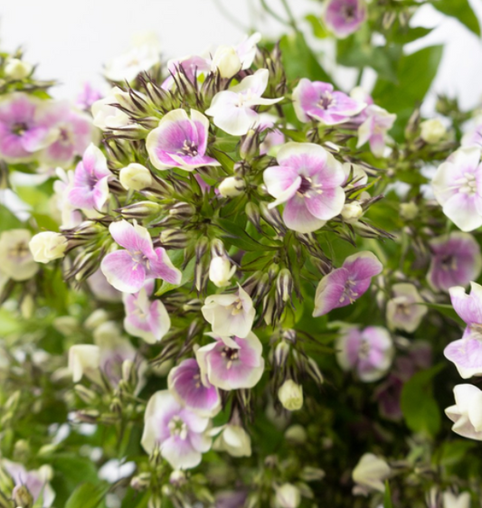 Phlox 'Cool water' 50 Seeds