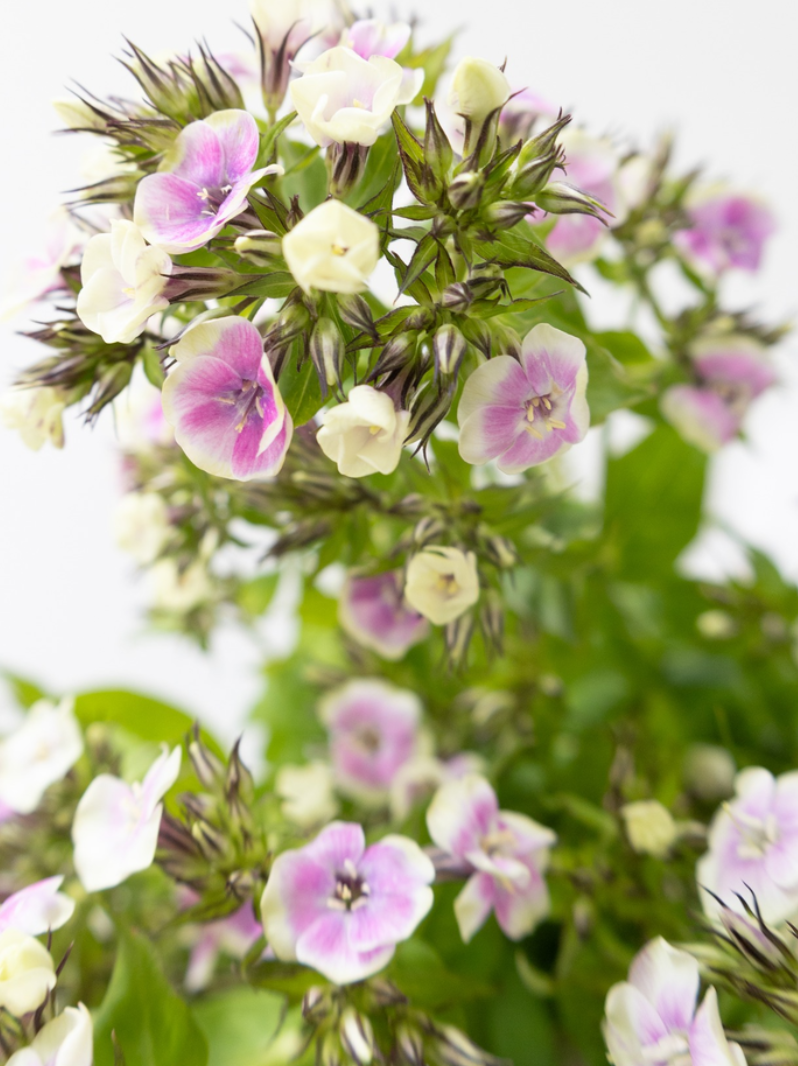 Phlox 'Cool water' 50 Seeds