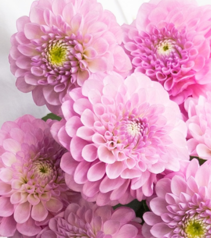 Dahlia pinnata 'Setenta’ 100 Seeds