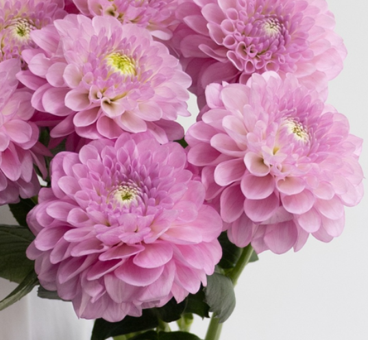 Dahlia pinnata 'Setenta’ 100 Seeds