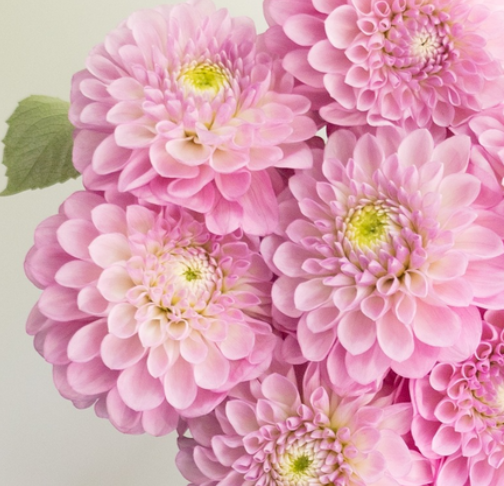Dahlia pinnata 'Setenta’ 100 Seeds