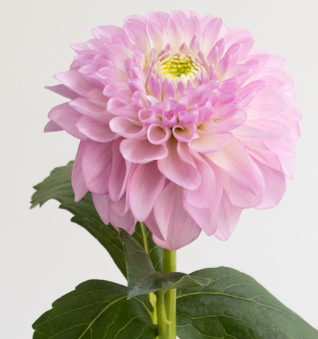 Dahlia pinnata 'Setenta’ 100 Seeds