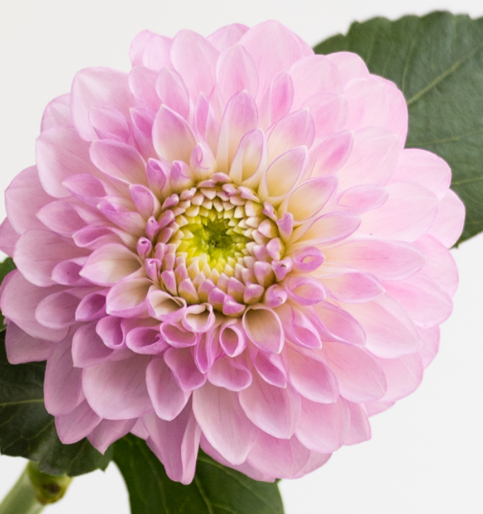 Dahlia pinnata 'Setenta’ 100 Seeds