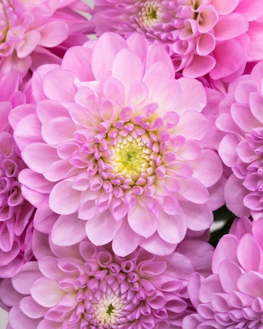 Dahlia pinnata 'Setenta’ 100 Seeds