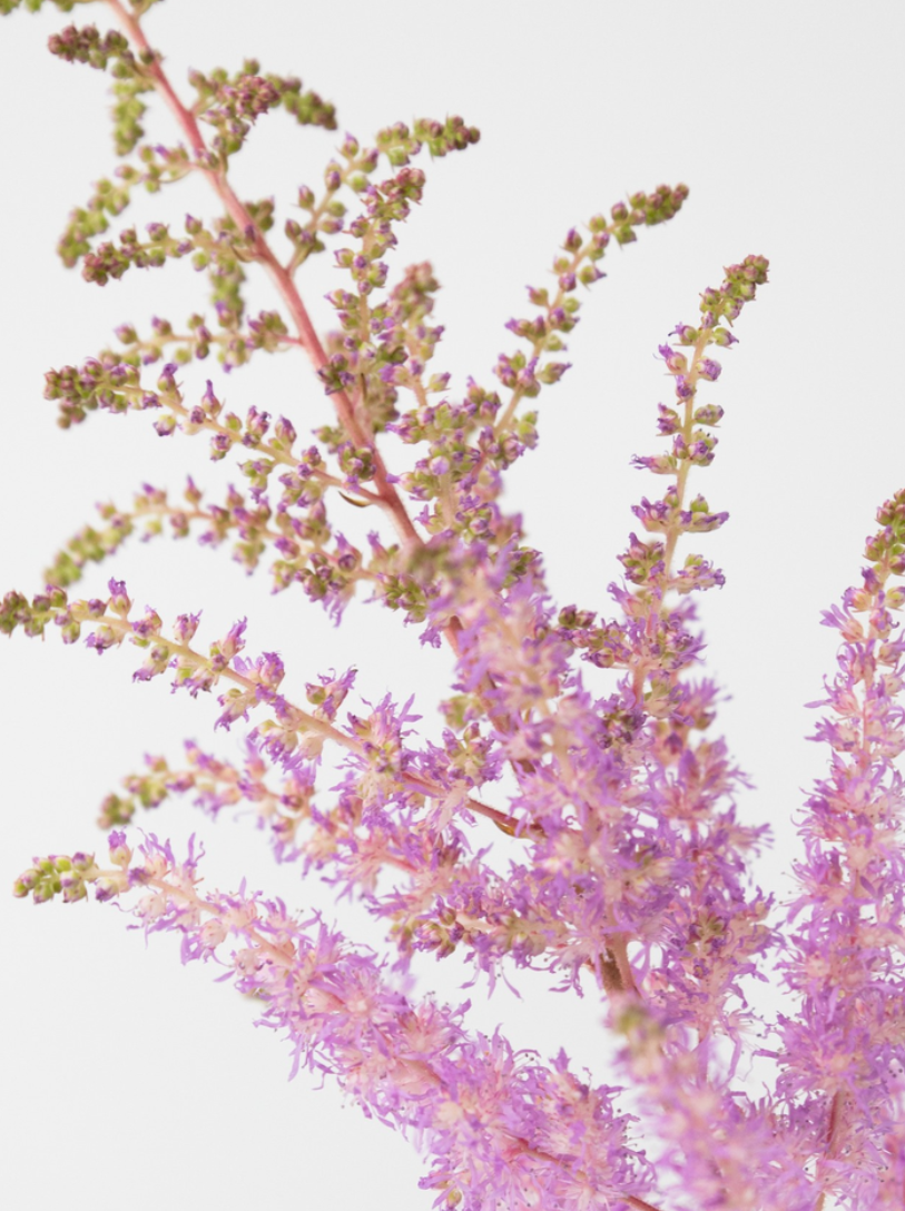 Astilbe 'Ice cream' 50 Seeds