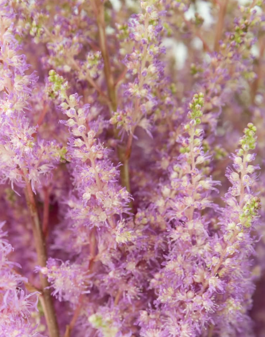 Astilbe 'Ice cream' 50 Seeds