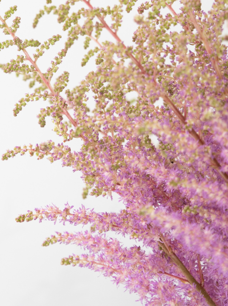 Astilbe 'Ice cream' 50 Seeds