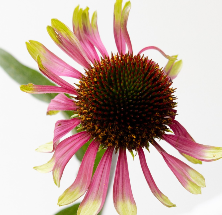Echinacea purpurea 'Green chocolate' 30 Seeds