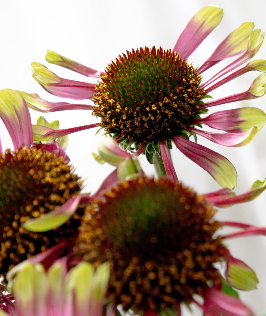 Echinacea purpurea 'Green chocolate' 30 Seeds