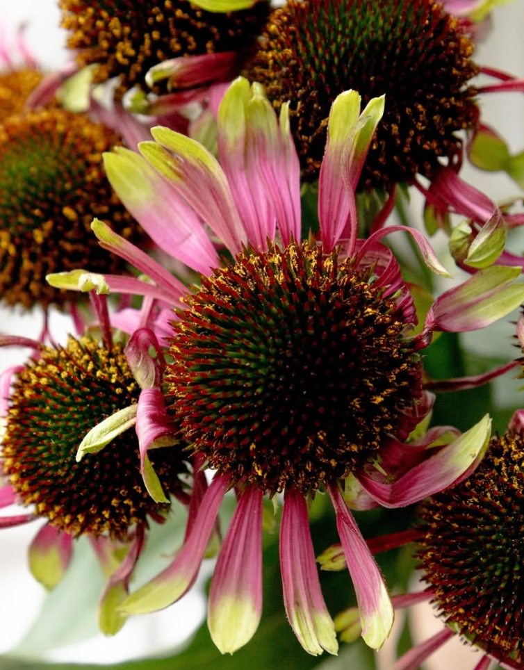 Echinacea purpurea 'Green chocolate' 30 Seeds