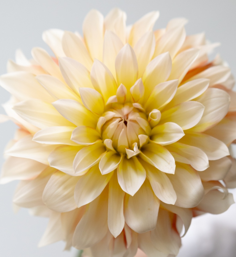 Dahlia pinnata 'Parlor white' 100 Seeds