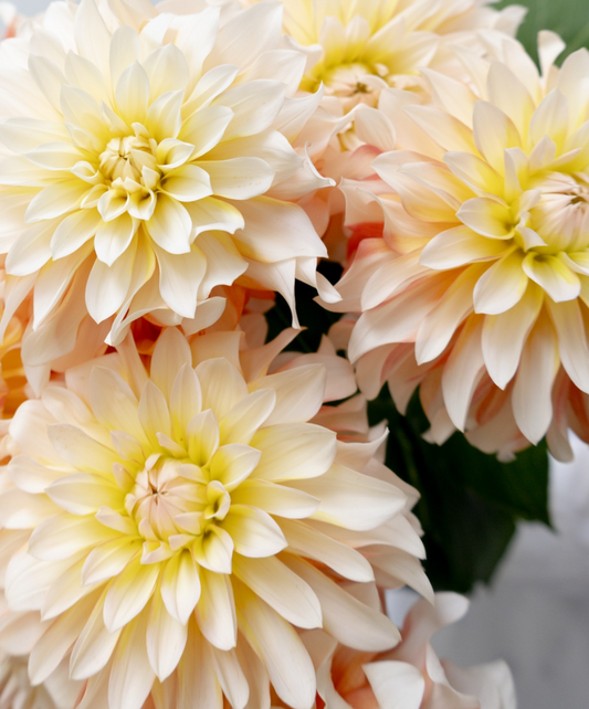 Dahlia pinnata 'Parlor white' 100 Seeds