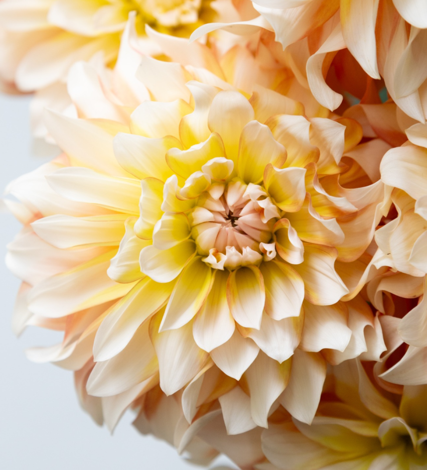 Dahlia pinnata 'Parlor white' 100 Seeds