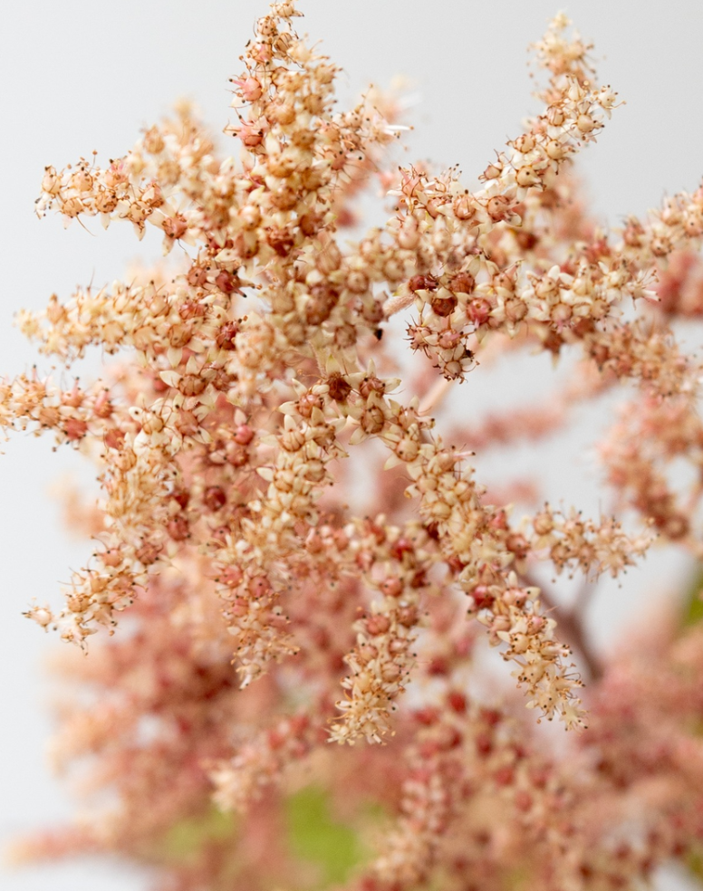 Rodgersia podophylla ''Bronze beauty' 60 Seeds