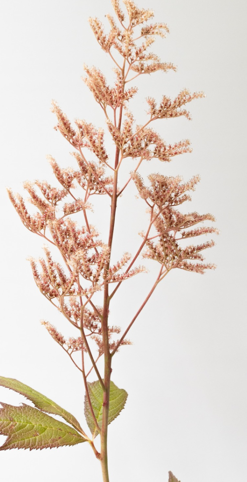 Rodgersia podophylla ''Bronze beauty' 60 Seeds