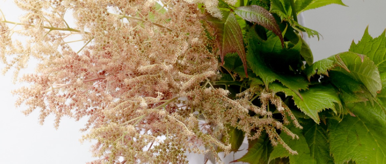Rodgersia podophylla ''Bronze beauty' 60 Seeds