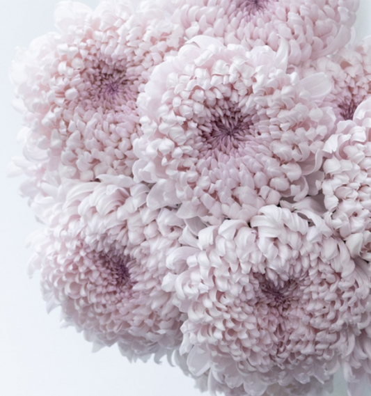 Chrysanthemum morifolium 'Lullaby' 100 Seeds