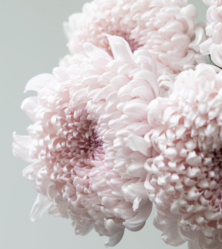 Chrysanthemum morifolium 'Lullaby' 100 Seeds