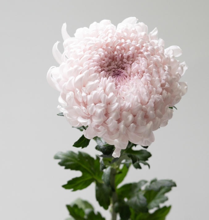 Chrysanthemum morifolium 'Lullaby' 100 Seeds