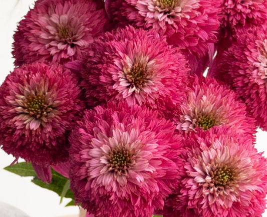 Echinacea purpurea 'Secret affair' 30 Seeds