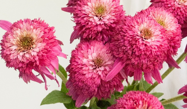 Echinacea purpurea 'Secret affair' 30 Seeds