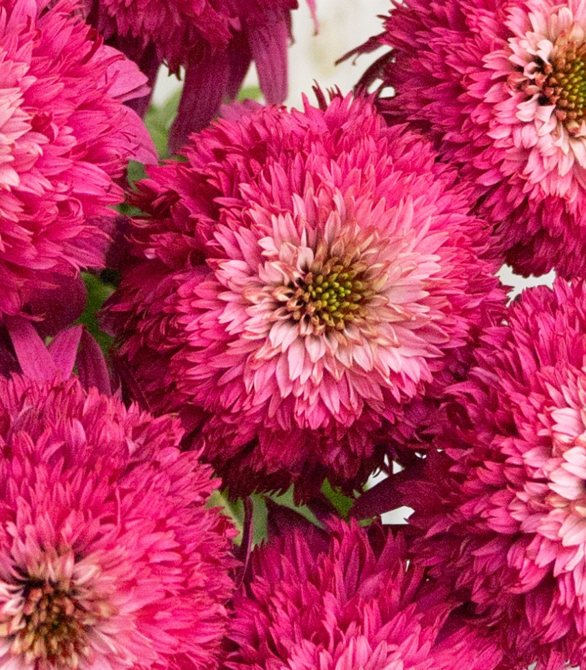 Echinacea purpurea 'Secret affair' 30 Seeds