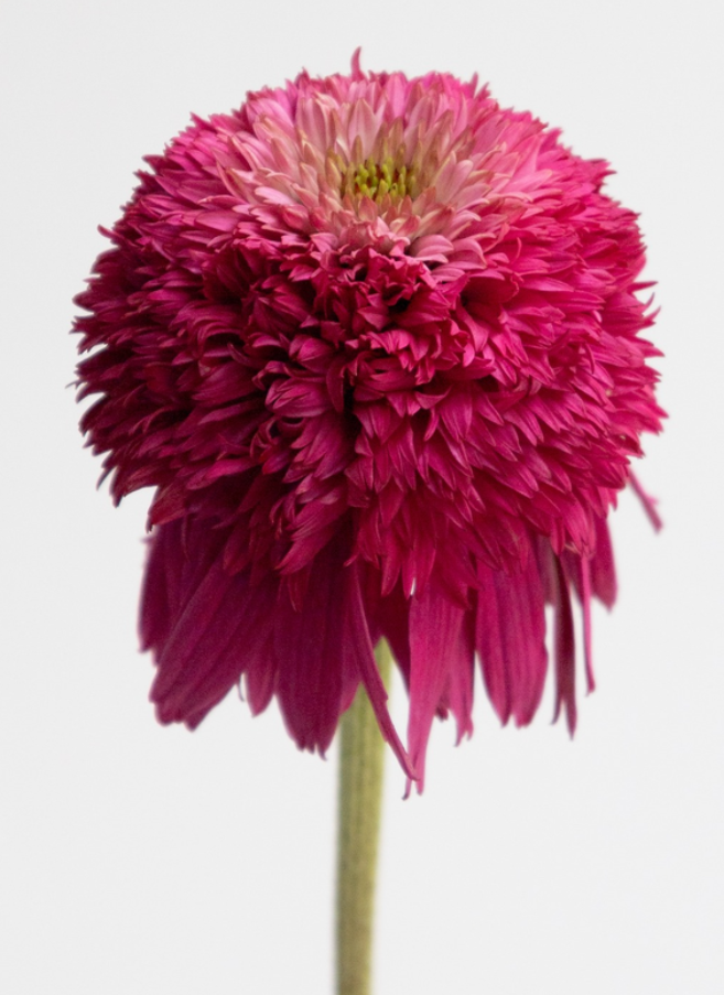 Echinacea purpurea 'Secret affair' 30 Seeds