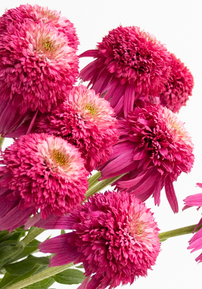 Echinacea purpurea 'Secret affair' 30 Seeds