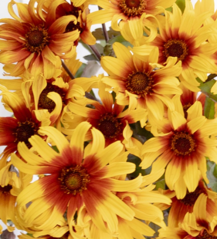 Helianthus debilis 'Burning Hearts' 25 Seeds