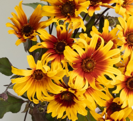 Helianthus debilis 'Burning Hearts' 25 Seeds